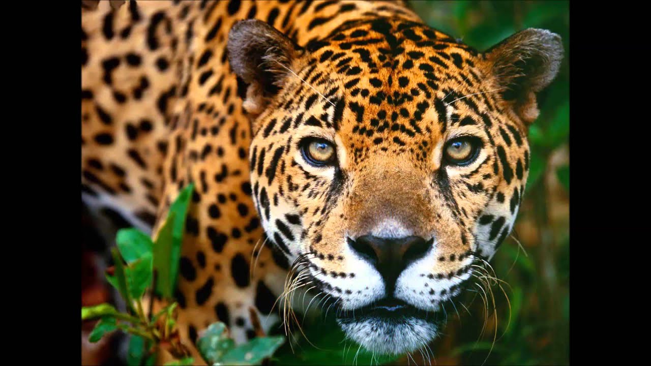 Dj Rolando ~ Jaguar - YouTube