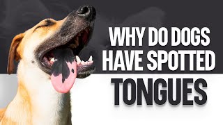 Why Do Dogs Have Spotted Tongues