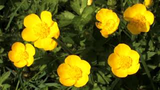 Blooming buttercups spec from different angles 🔴 screenshot 2