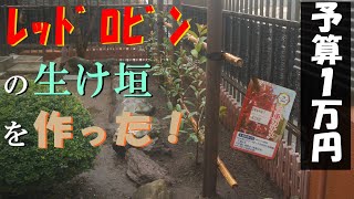 予算１万円で作る「レッドロビン」の生垣をご紹介！【芝生/番外編#05】