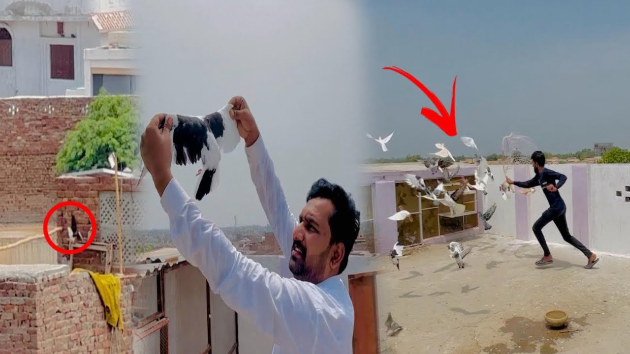 Pervaiz cheemay ka kala khal kabutar pakar liya 😳😮