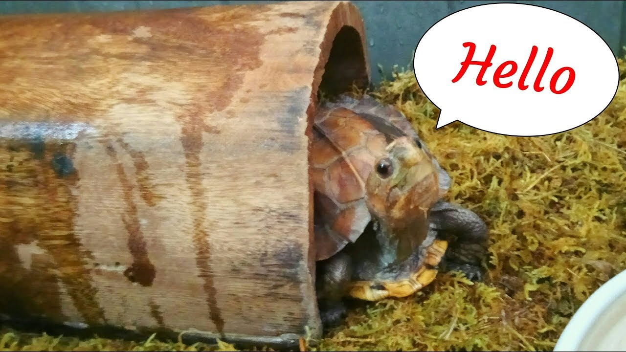 Làm chuồng nuôi rùa sa nhân đơn giản !!! | rùa sa nhân | Website cung cấp tin tức tổng hợp mới nhất