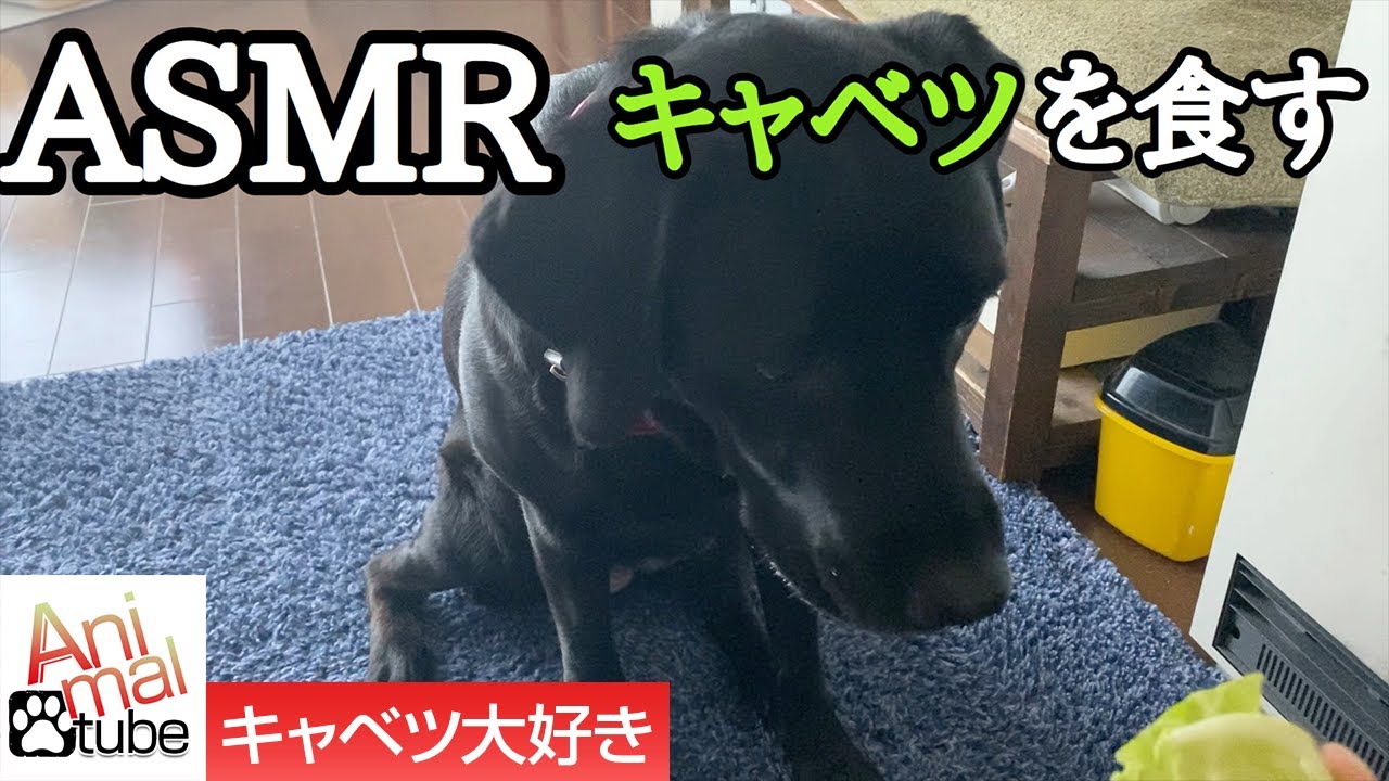 Asmr いい音でキャベツを食べるラブラドールレトリバー Labrador Retriever Eating Cabbage With A Good Sound Youtube