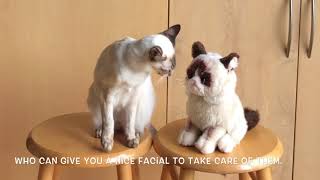 Balinese Cat Darci’s Facial by Balinese Darci 54 views 5 years ago 31 seconds