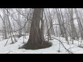 山の中で北海道犬が吠え始めると緊張感が!