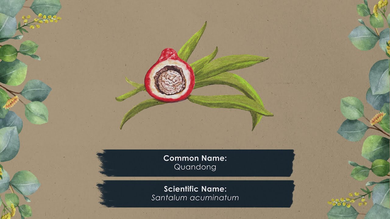 Quandong | National Science Week 2021