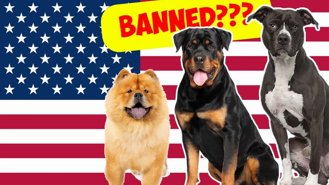 Prohibited Dogs Dangerous Dog Breeds You Never Knew Were Banned in the USA - YouTube