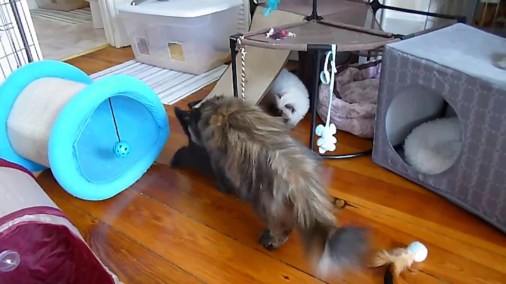 Video 519441: playful himalayan persian kittens, persian kittens cattery, gardens cattery