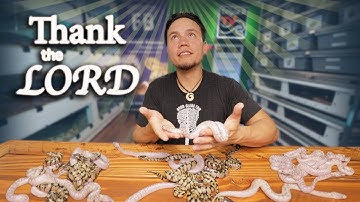 The LAST Ball Python Clutch of the Season