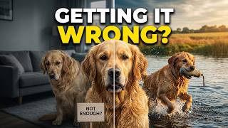 How Much Exercise Does a Golden Retriever Really Need? How Much Exercise Does A Golden Retriever Really Needs