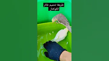 طريقة تحميم طائر الكروان 