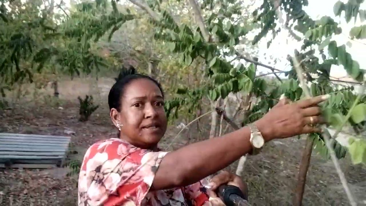 Muita seca Aqui no sitio.Começando o sítio do zero.