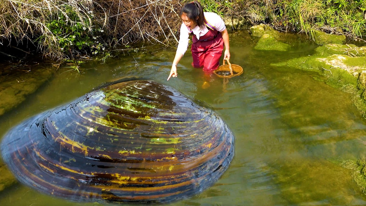 This chubby river clam has many pearls, I have been picking them up for a long time