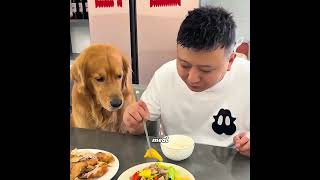 This dog always likes to think independently #pets #cute #funny #shorts