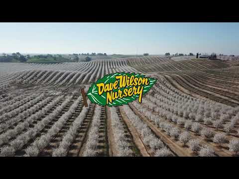 Dave Wilson Nursery: Almond Bloom
