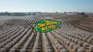 Dave Wilson Nursery: Almond Bloom