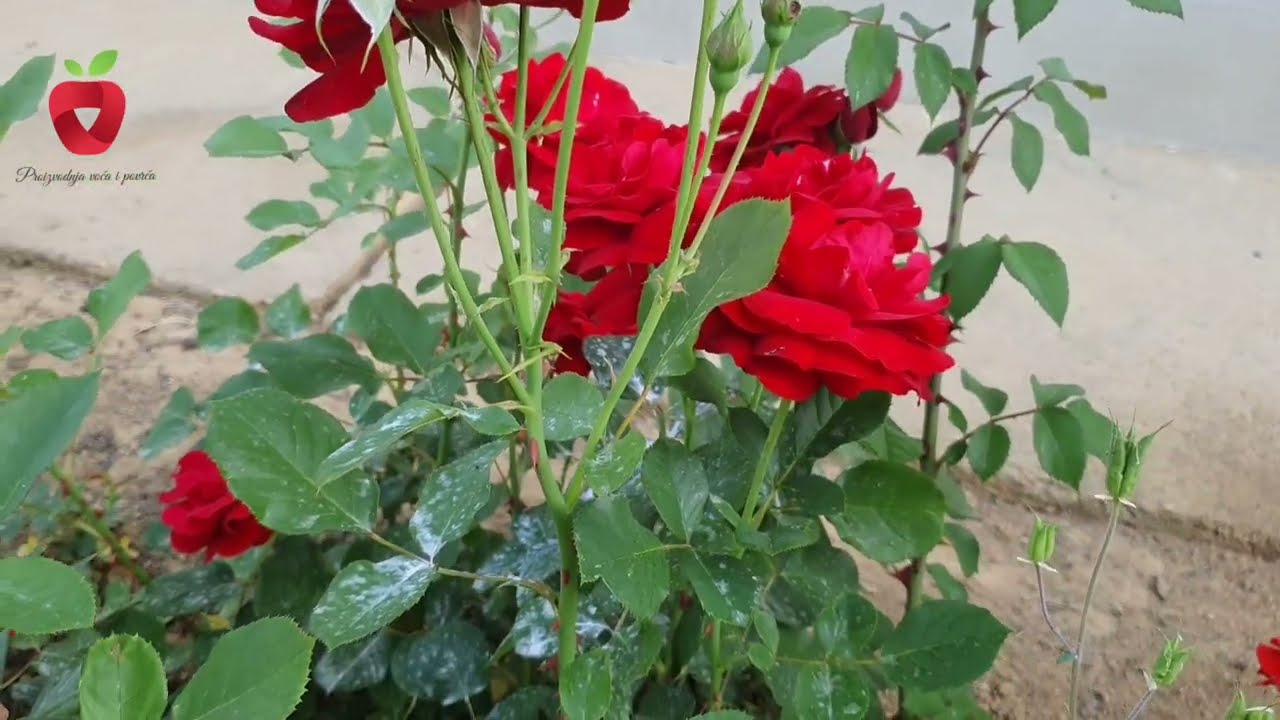 Как защитить розы от вредителей и болезней