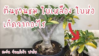 ต้นชวนชม ใบเหลือง ใบหอ เกิดจากอะไร