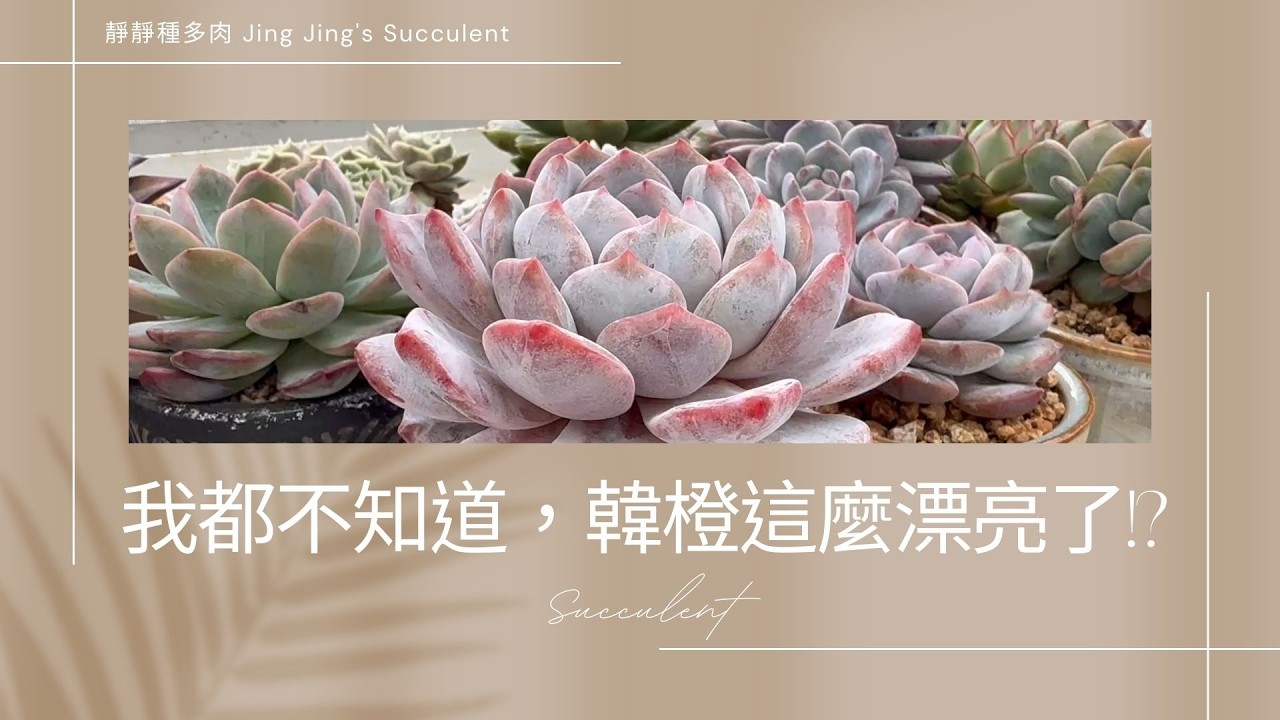 【靜靜種多肉】要不是這次紀錄，我都不知道，韓橙這麼漂亮了!?🥰🥰~~