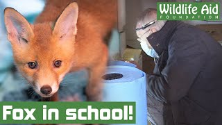 Adorable BABY FOX gets trapped in a SCHOOL!
