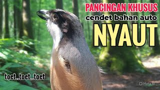 TOET TOET SUARA CENDET GACOR PAGI SIANG SORE efektif buat Pancingan cendet bahan agr cpt bunyi