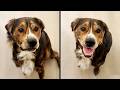 Smartest Pup Ever