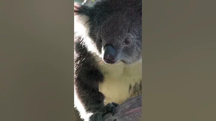 Where have the koalas gone?