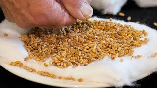 Le 18:18 - On le plante le 4 décembre… Découvrez l’origine du blé de la Sainte-Barbe
