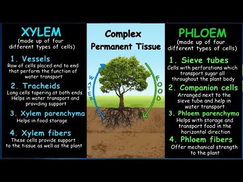 Complex Permanent Plant Tissues - Xylem & Phloem