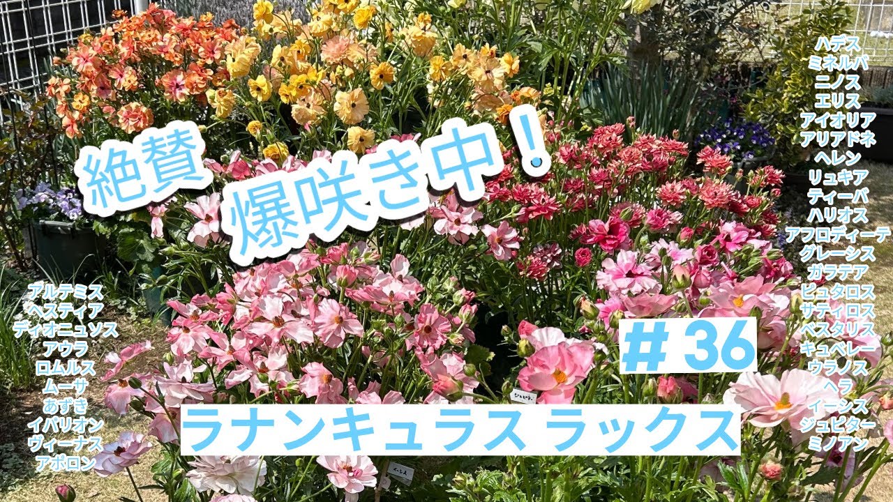 ラナンキュラスラックス】#36 ピンク系ラックスも！🌱ヘラ、ヴィーナス