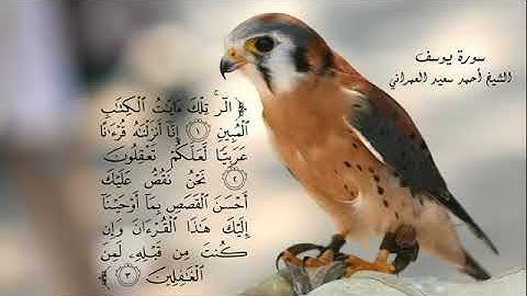 سورة يوسف أحمد سعيد العمراني