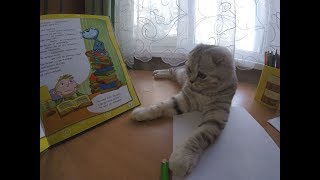 😻Кошка Читает Книгу про Котов 🐱 Scottish Fold Kitten reading the book 😻Кошка Читает Книгу про Котов 🐱 Scottish Fold Kitten reading the book