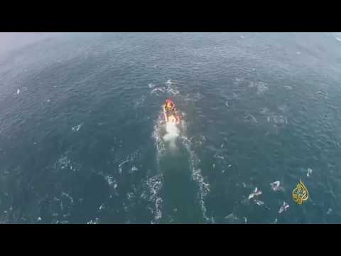 بدء موسم هجرة سمك السردين بجنوب أفريقيا