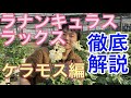 【園芸のぶチャンネル】ラックス徹底解説〜ケラモス編【ラナンキュラス】【ガーデニング】【農業】