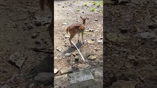 Download Lagu Suara rusa #nature #surabaya @kidomarukid MP3