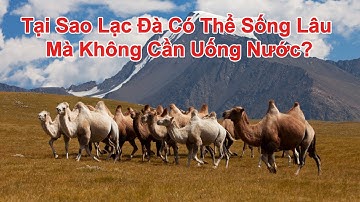 Tại Sao Lạc Đà Có Thể Sống Lâu Mà Không Cần Uống Nước? | Khám Phá Thiên Nhiên