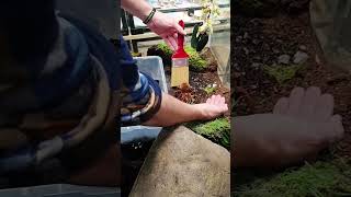 Handling The Worlds Biggest Spider