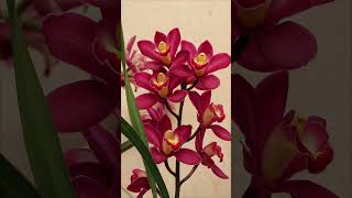 #Orquídea con Dos #Colores #Diferentes