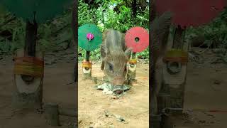 Wild Pig Trap Explained #livetrap #humanetrapping #bushcraft #trappinglife #survivalskills
