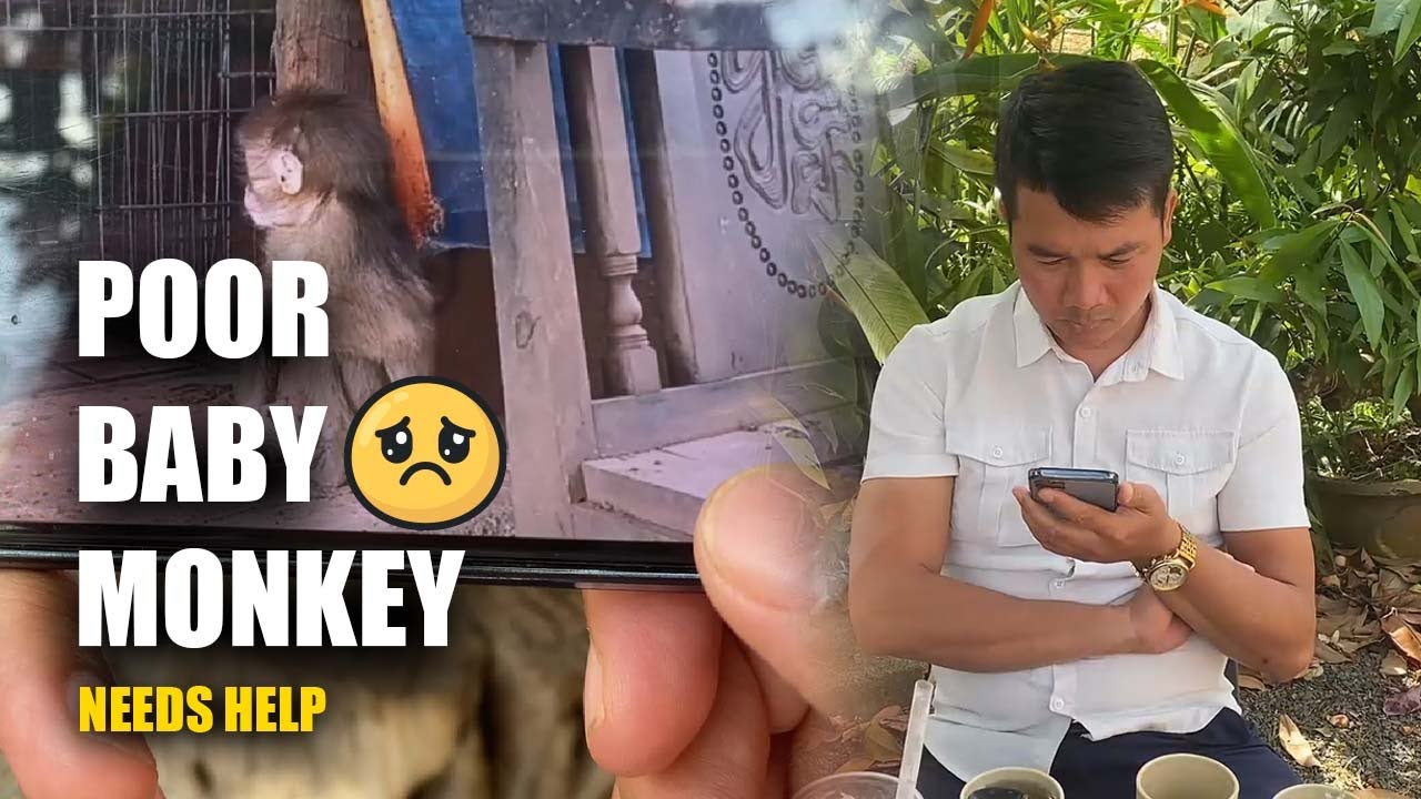 The Appearance Of The Poor Monkey Missing A Leg Broke Father HUNG'S Heart.