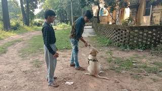 How to training for dog speak and sit  shek hand