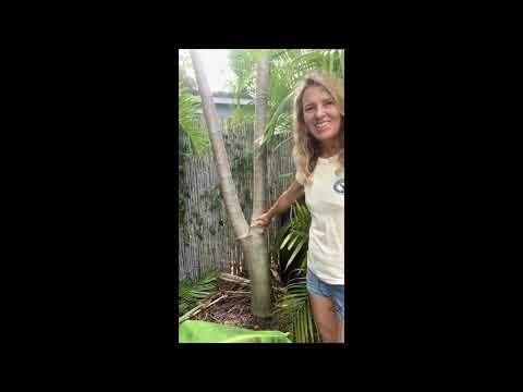 How to Cut Papaya Tree too Tall to Reach Fruit