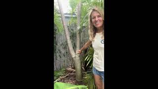 How to Cut Papaya Tree too Tall to Reach Fruit