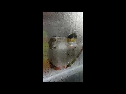 nada suara gonggongan anjing singkat
