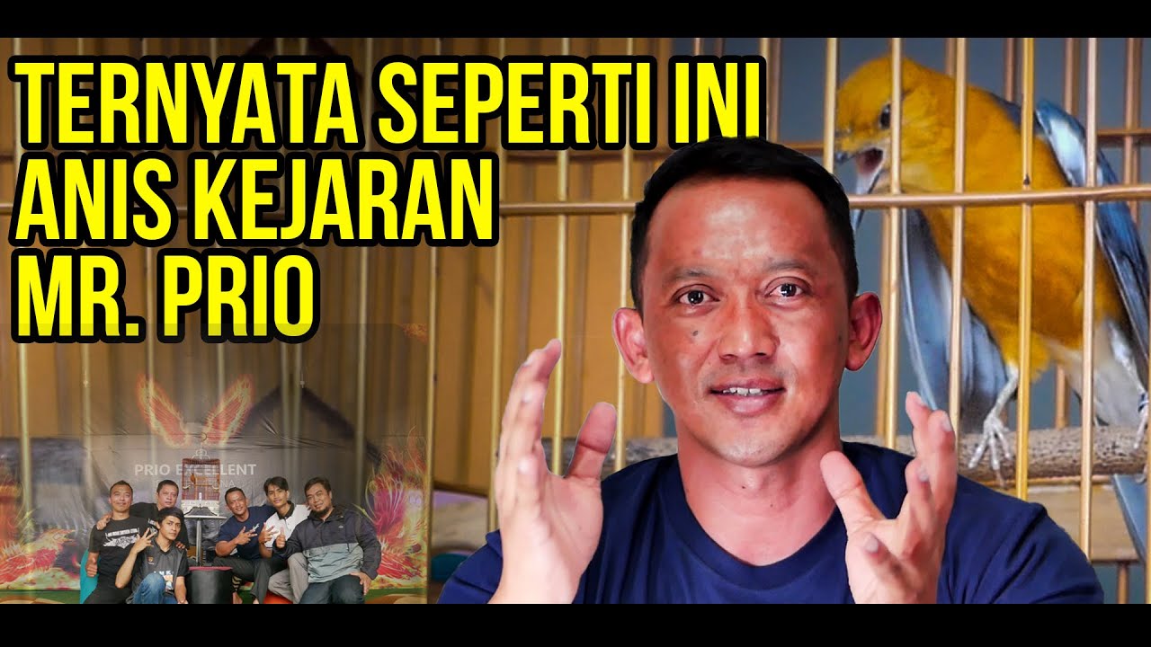 Anis Merah Masi Berani, Pernah Berjaya Di Kicau Mania, Kini Bangkit Lagi