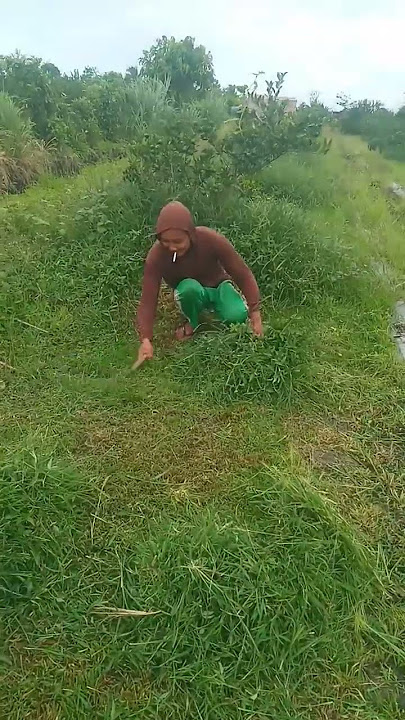 tukang ngarit viral
