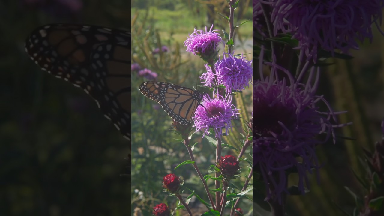 Цветет с июля по август 