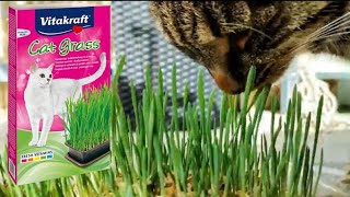VITAKRAFT Cat Grass REVIEW