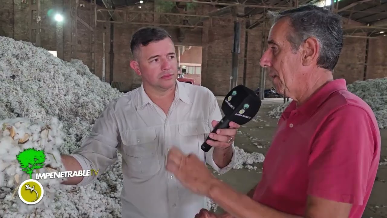 El algodón, entre la esperanza y los desafíos: la realidad del desmote en el norte chaqueño