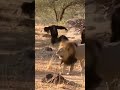 Lion Trapped by Angry Chimpanzee Army 😳🦁🐒 #shorts #lion #wildlife #chimpanzees